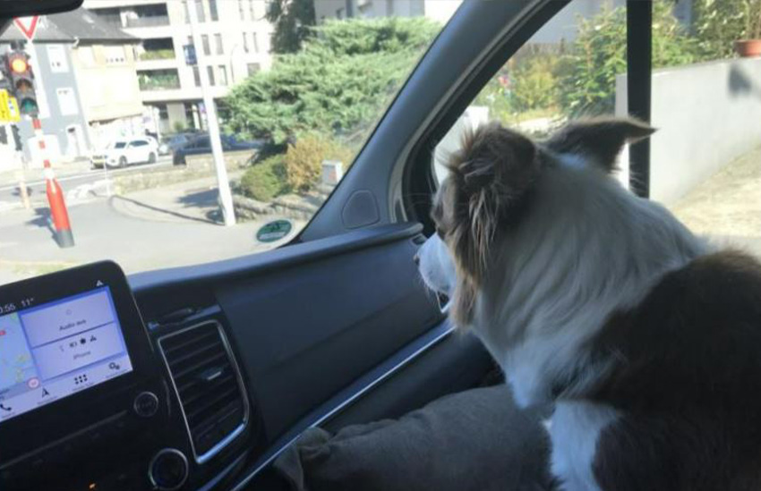 img_variabel_hundebereich2